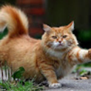 Meet your Posher, Jennifer aaron